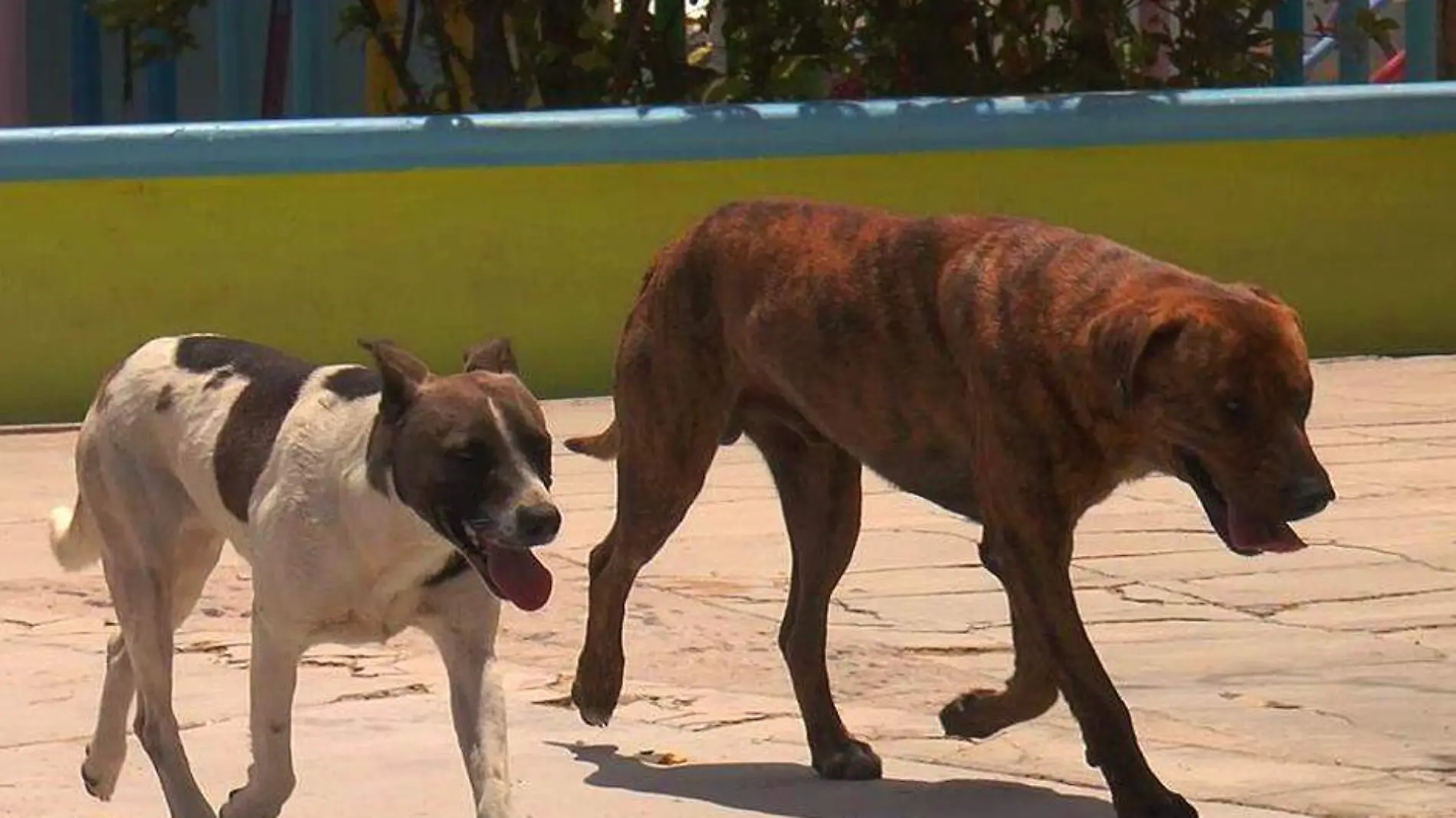 vacuan contra la rabia a mascota